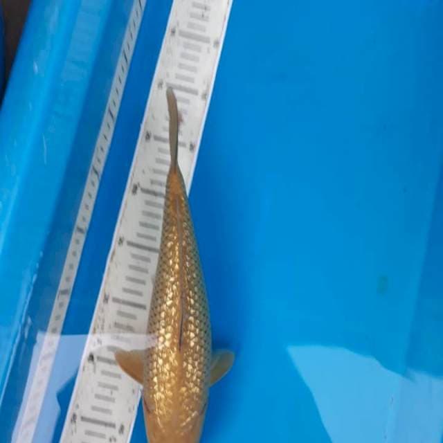 cagoi lemon ginrin 27cm