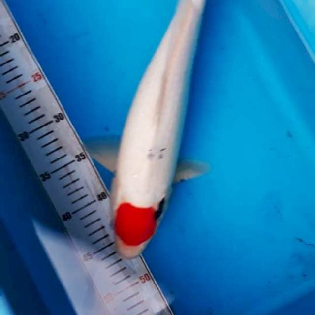 tanco 3cm betina