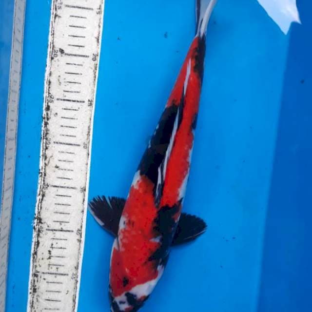 sowa jantan jos 38cm