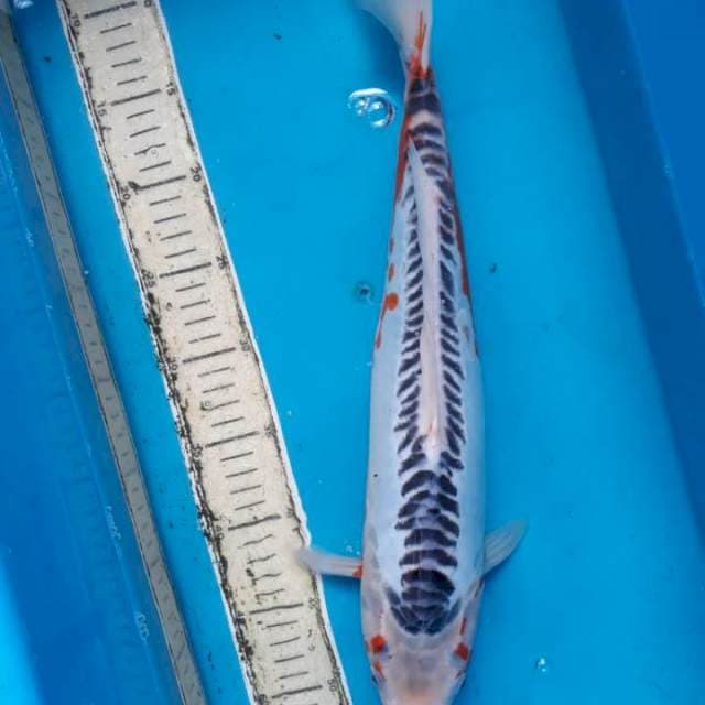susui 44cm jantan