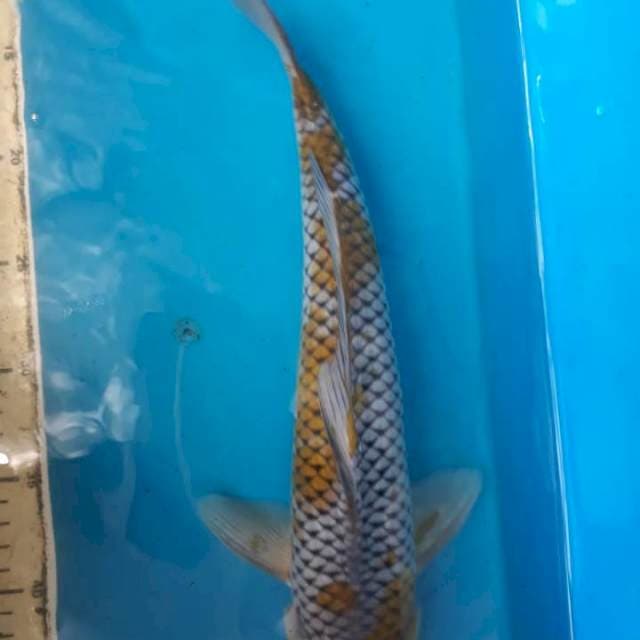 ki ociba 38cm jantan