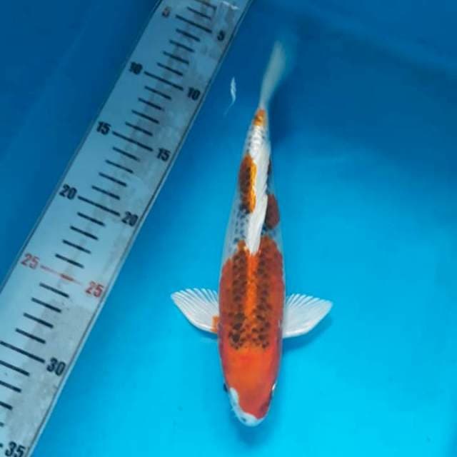 kojaku 25cm