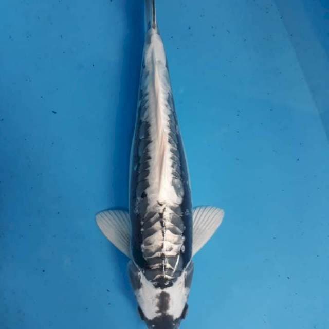 kawarimono 36cm