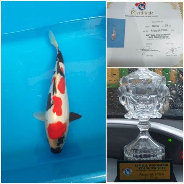 SQ Kindai showa doitsu, serti juara (2x)