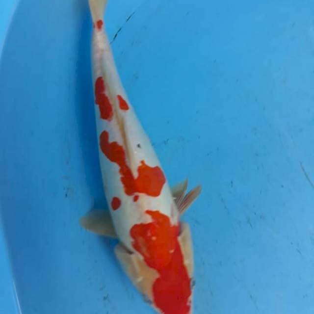 kohakudoit 32cm