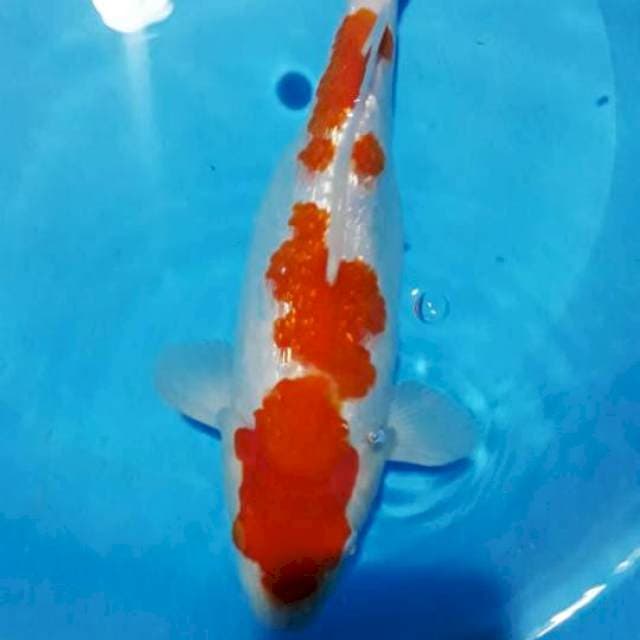 kohaku ginrin istimewa 32cm