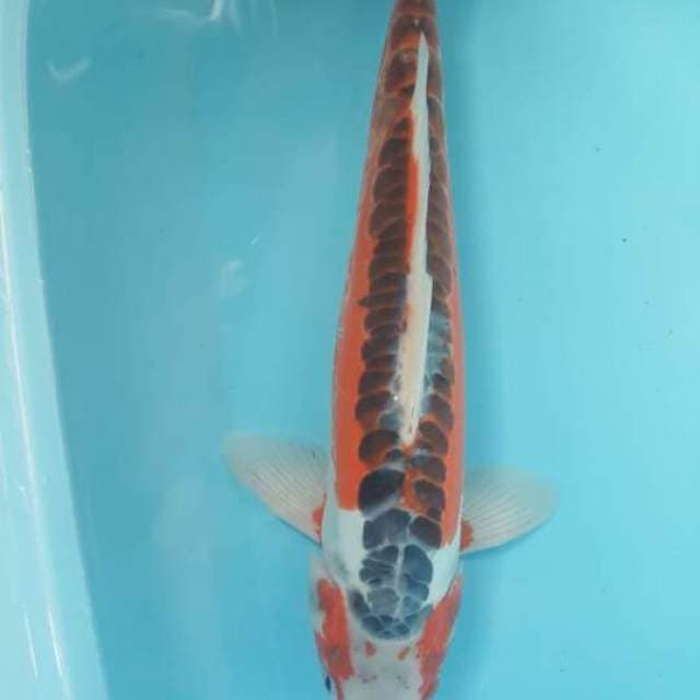 Shushui