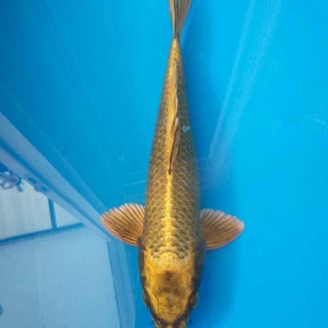Gold chagoi 25 cm male
